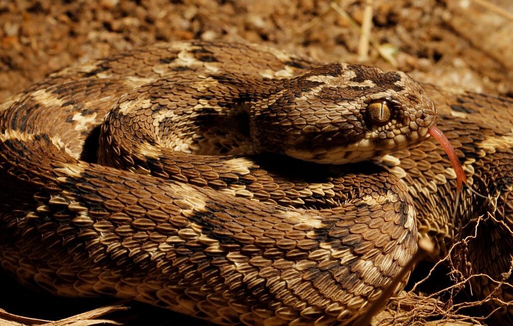 Top 20 most venomous snakes: Deadliest Snakes Ranked By Venom