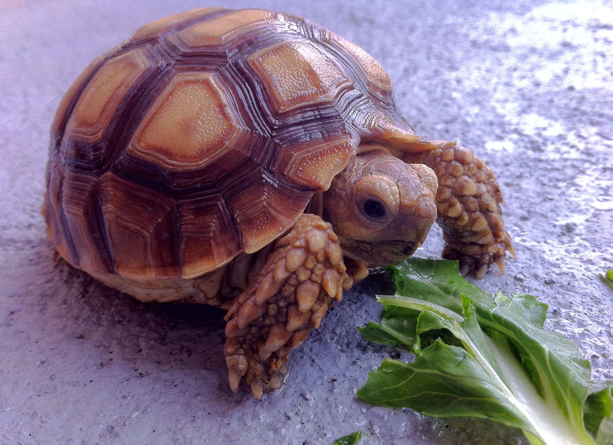 Sulcata Tortoise Caring Guide: Everything For You