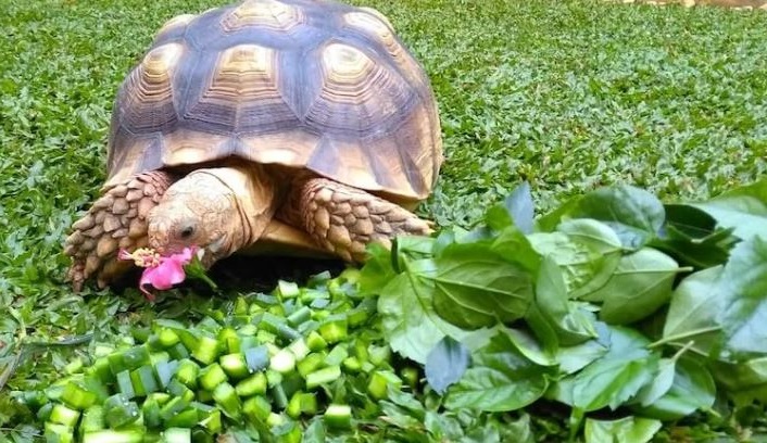 Sulcata Tortoise Caring Guide: Everything For You