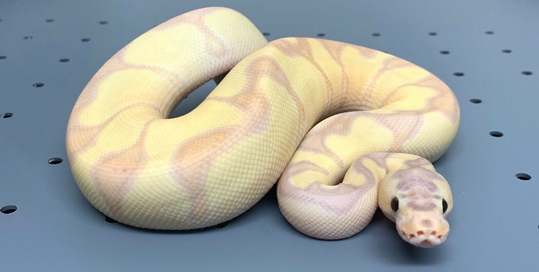 Banana Ball Python Care Sheet for Beginners