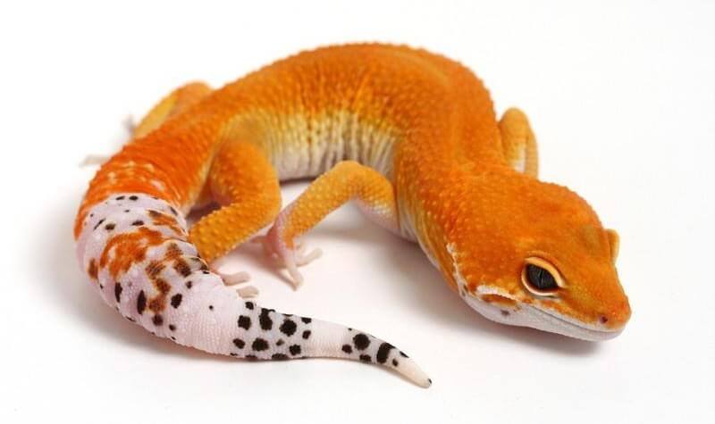 45+ Best Leopard Gecko Morphs: Color List & Pictures