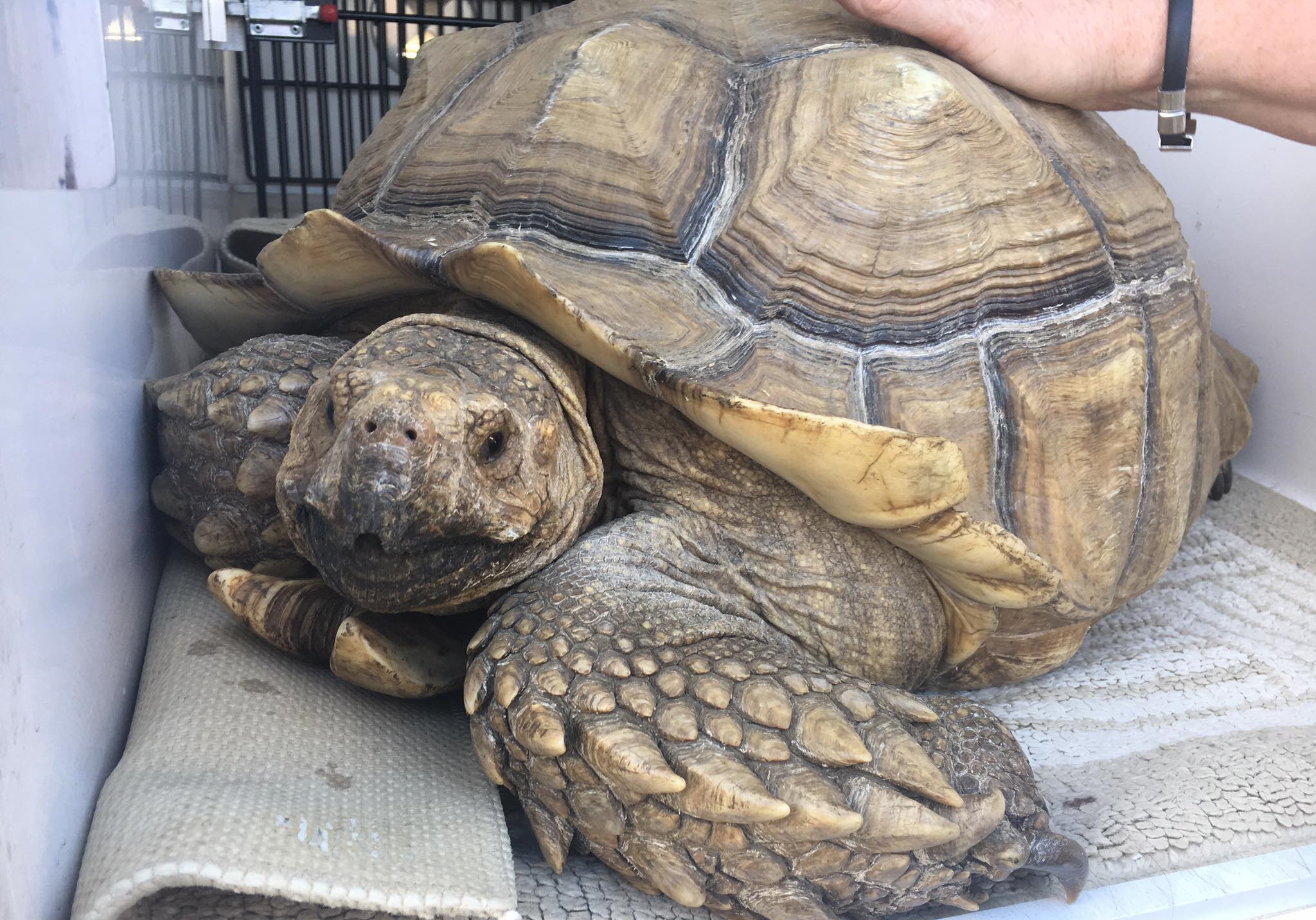 Sulcata Tortoise Caring Guide: Everything For You