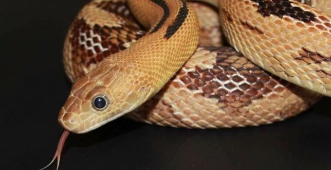 20 Most Popular Rat Snakes: Texas, Black, Eastern, Yellow