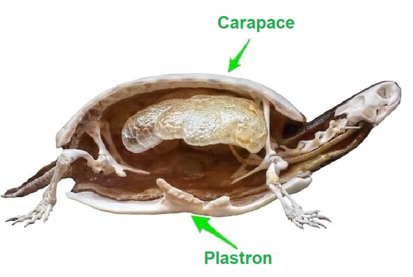 Does a Turtle Live Without Its Shell? Turtle Shells Explained