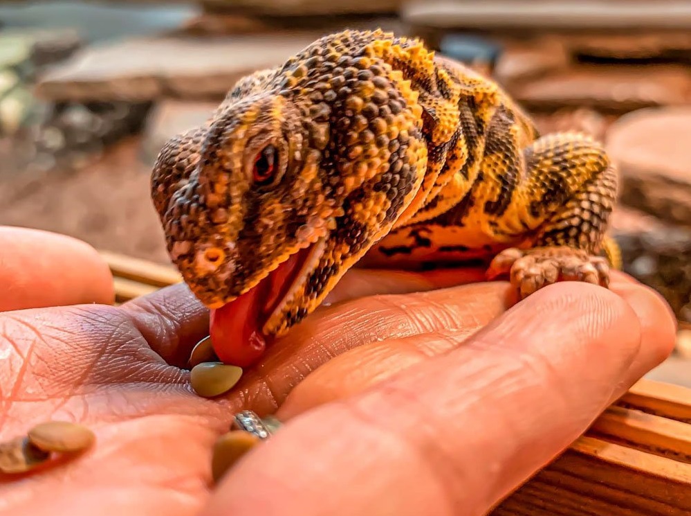 The Full Uromastyx care sheet (Ornate, Moroccan & Egyptian)