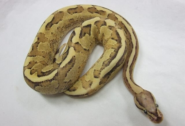 45+ Ball Python Morphs: A-Z Morph Color Chart