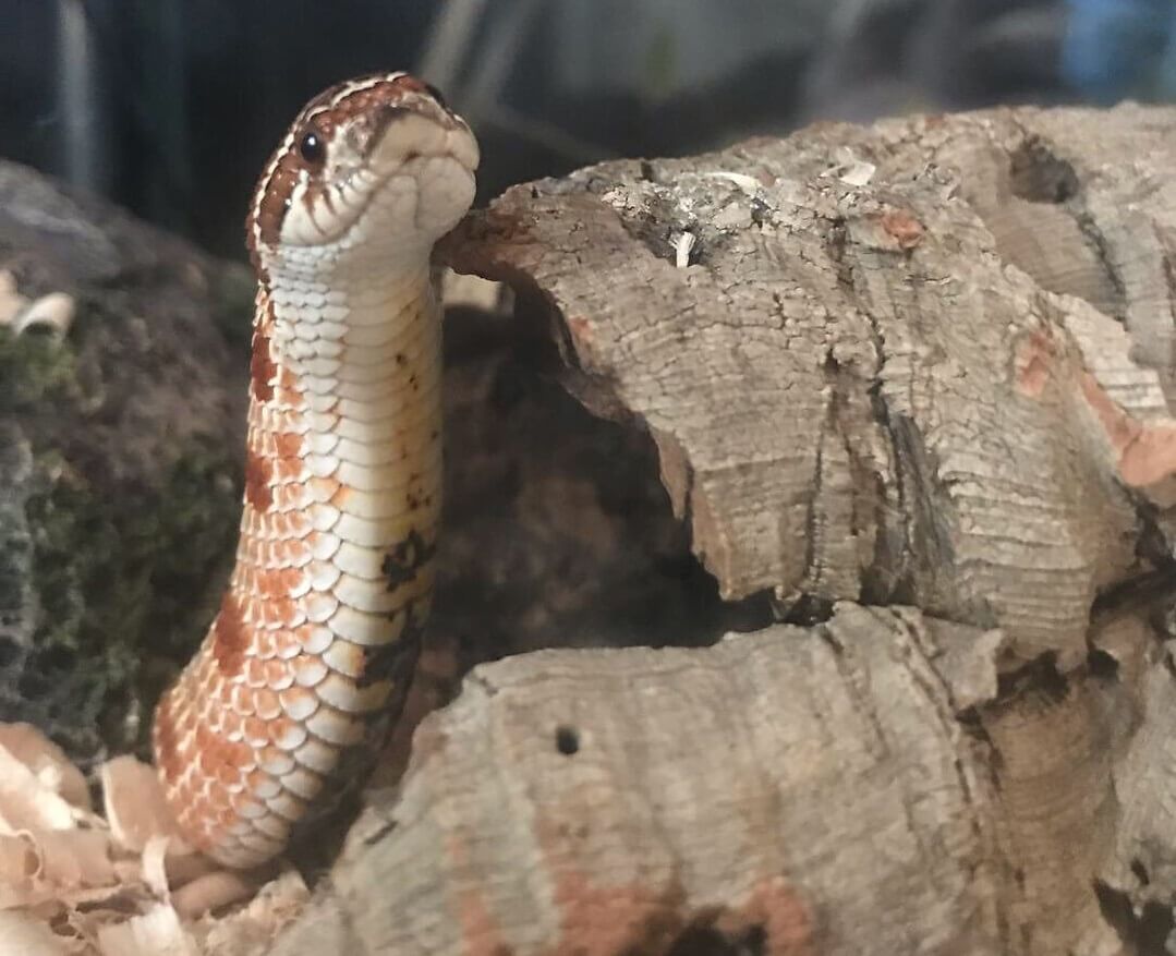 Western Hognose Snake Care Guide, Enclosure, Behavior, Size