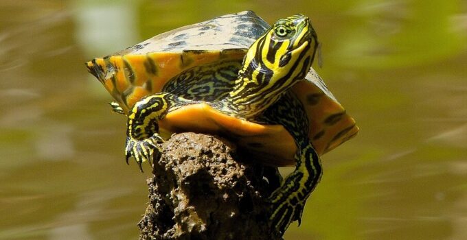 Yellow-Bellied Slider Care Guide: Diet, Size & Tank Set Up