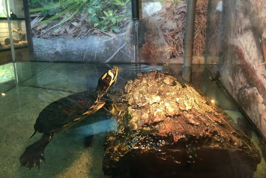 Yellow-Bellied Slider Care Guide: Diet, Size & Tank Set Up