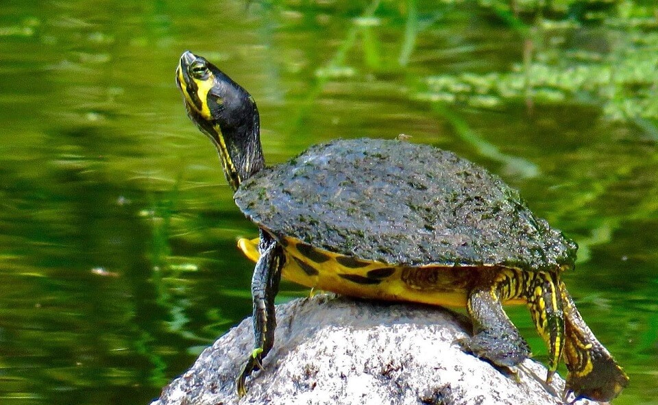 Yellow-Bellied Slider Care Guide: Diet, Size & Tank Set Up