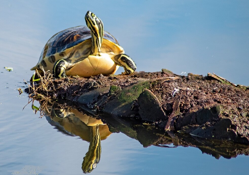 Yellow-Bellied Slider Care Guide: Diet, Size & Tank Set Up