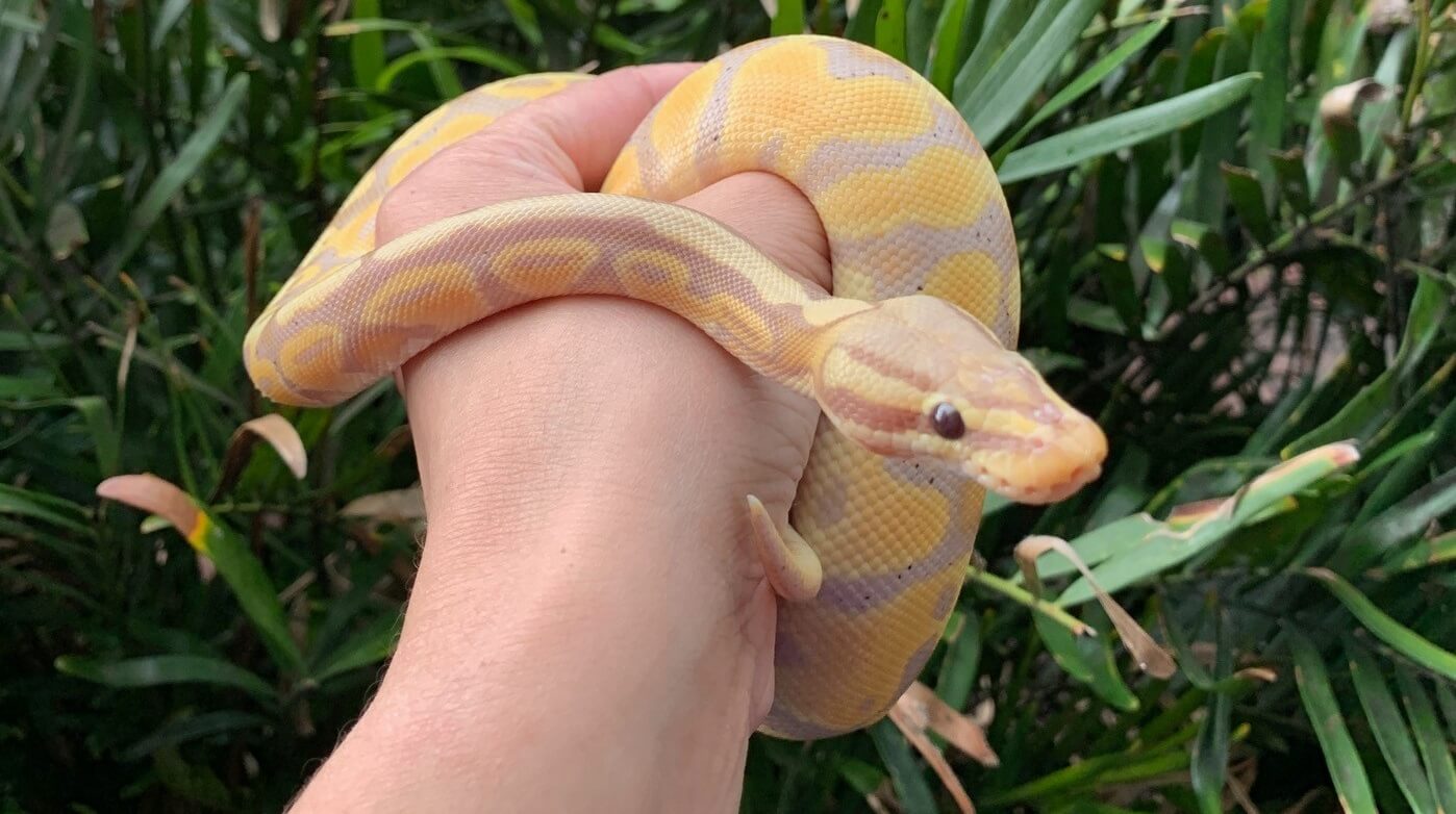 Banana Ball Python Care Sheet for Beginners