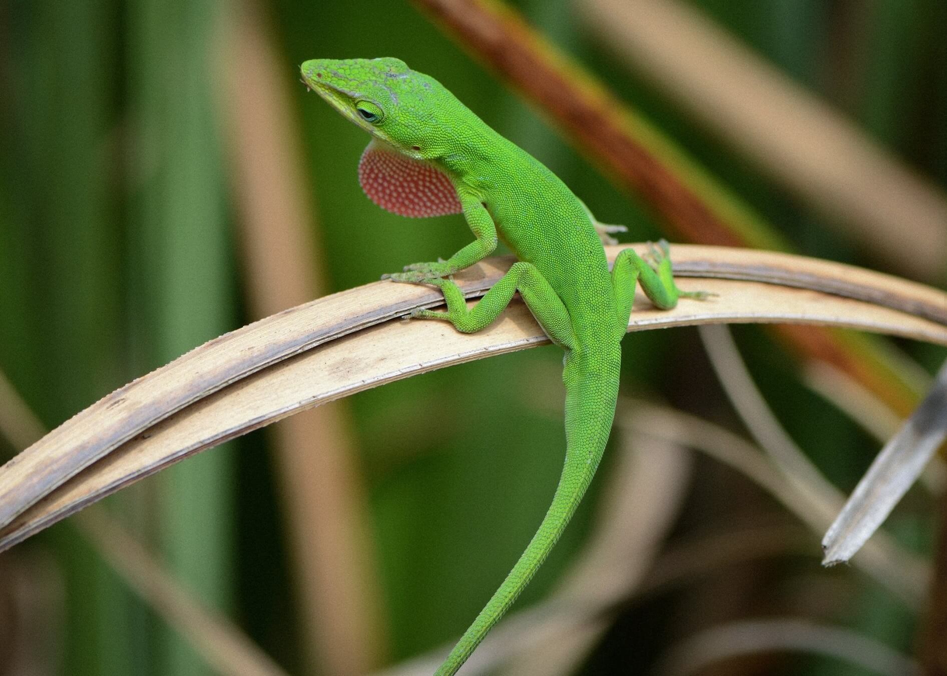 A Green Anole Care Sheet: The Everything You Need to Know