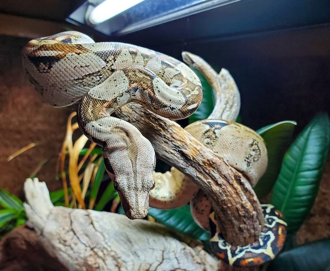 How Big Do Ball Pythons Get? The Size & Growth Rate - The Reptile Bay