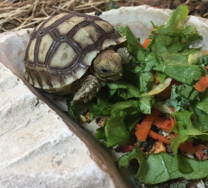 Sulcata Tortoise Caring Guide: Everything For You