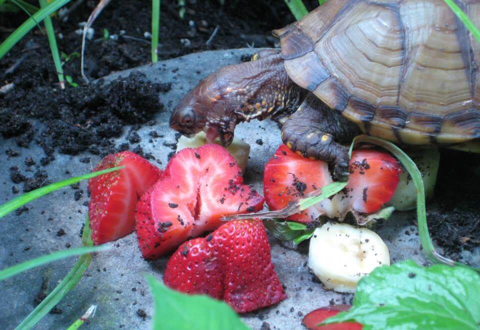 What Do Box Turtles Eat Diet And Feeding Guide For You