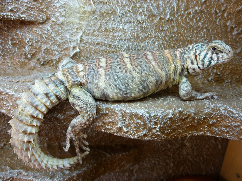 The Full Uromastyx Care Sheet (Ornate, Moroccan & Egyptian)