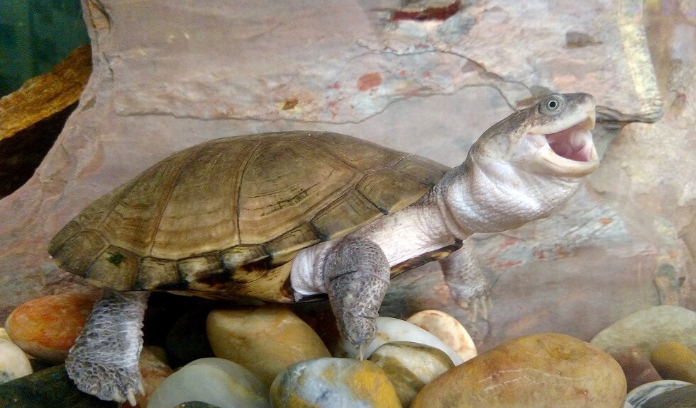 African Sideneck Turtle Care Guide and Species Profile