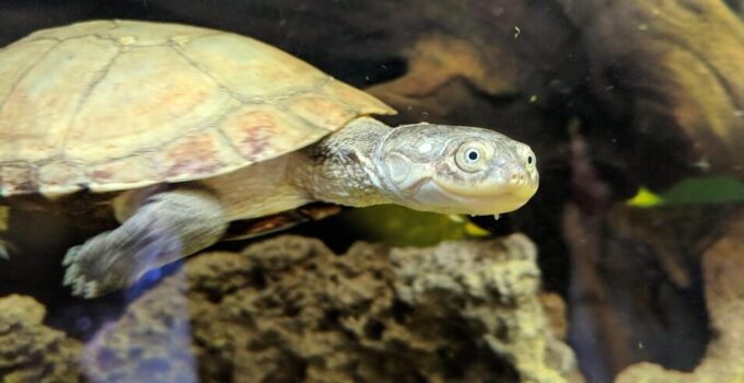 African Sideneck Turtle Care Guide and Species Profile