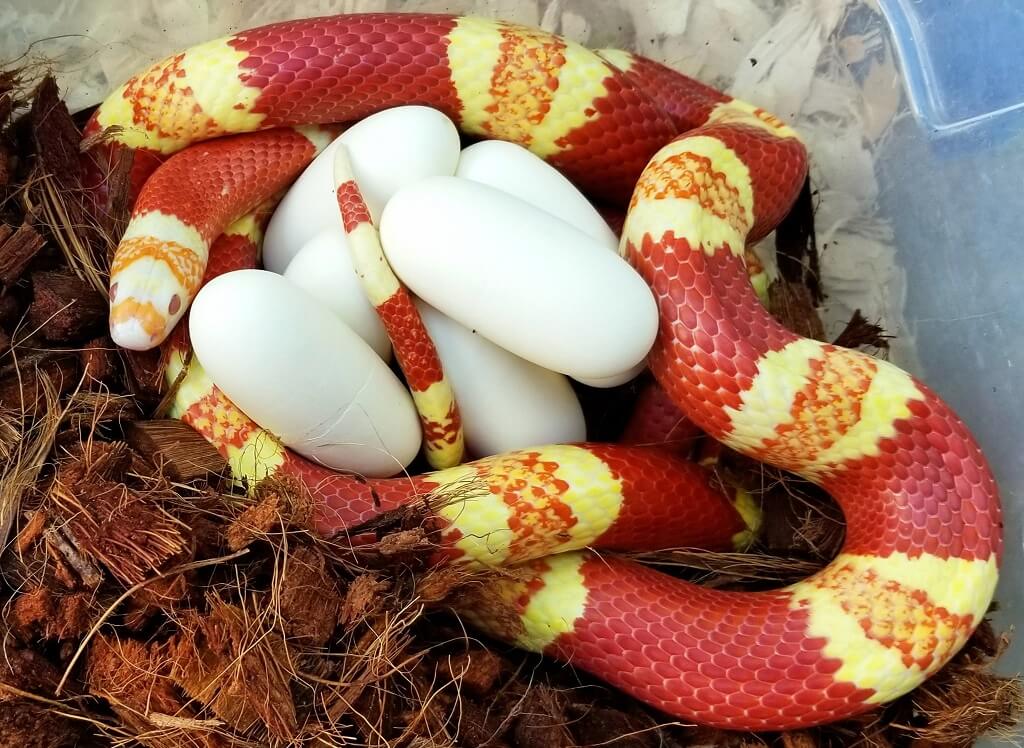 Honduran Milk Snake: Care Guide & Species Profile