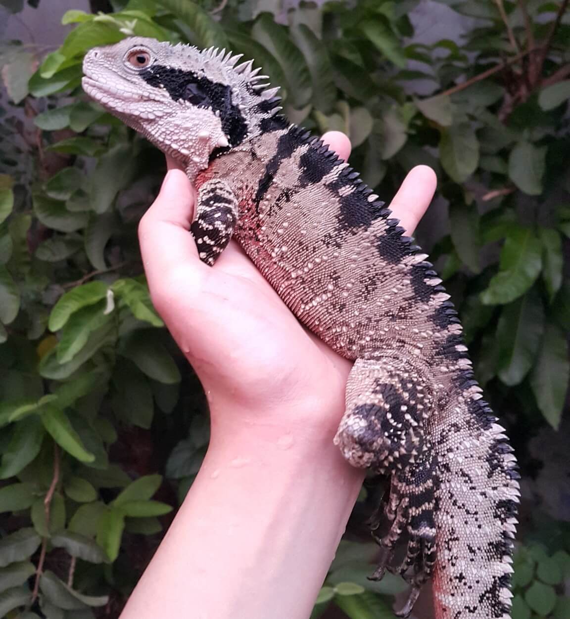 Australian Water Dragon The Complete Guide