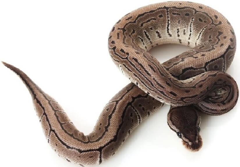 Axanthic Ball Python Genetics, Bloodline & Breeding.