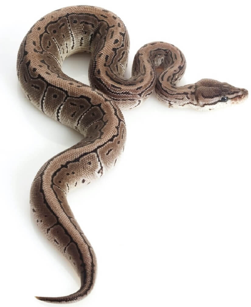 Axanthic Ball Python Genetics, Bloodline & Breeding. - The Reptile Bay