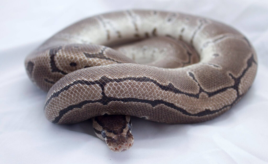 Axanthic Ball Python Genetics, Bloodline & Breeding.