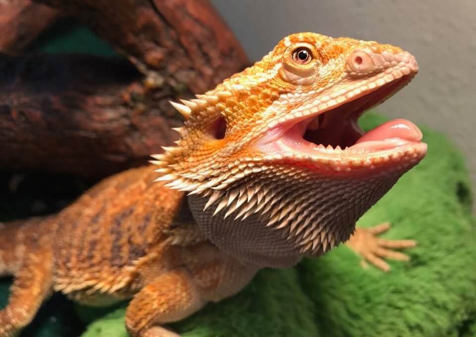 Bearded Dragon Behaviours Explained: Glass Surfing, Head Bobbing and More