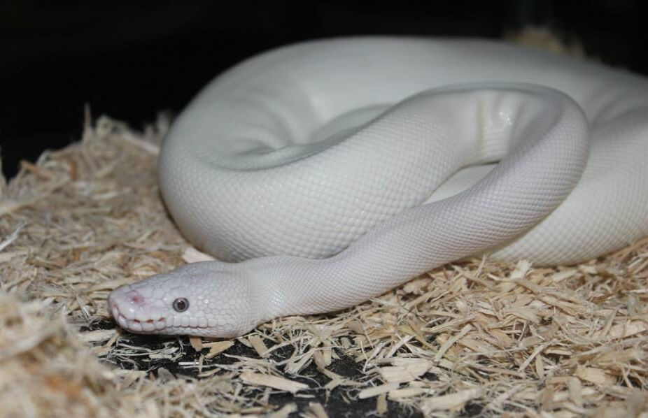 The Blue Eyed Leucistic Ball Python Care Sheet - The Reptile Bay