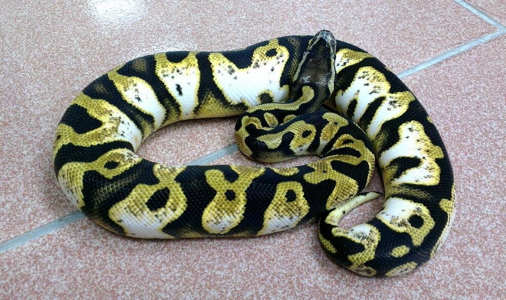 Pastel Ball Python Care sheet: Complete Husbandry Guide