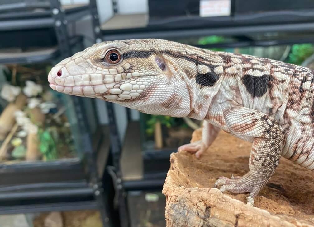 9 Types of Tegu Lizards & Pictures