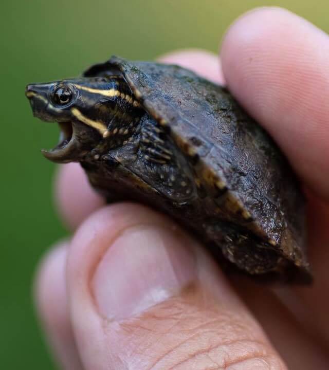 Common Musk Turtle Care Guide & More