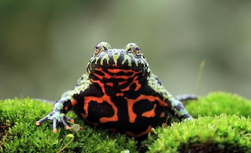 Fire-Bellied Toad Care Guide: Diet, Tank Setup, Lifespan & Handling