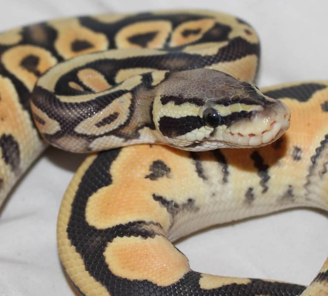 Firefly Ball Python Care Guide & Species Profil