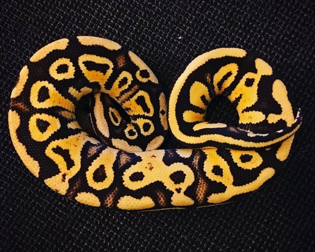 Firefly Ball Python Care Guide & Species Profil