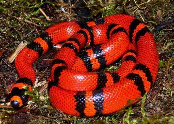 Honduran Milk Snake: Care Guide & Species Profile