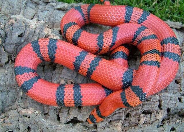 Honduran Milk Snake: Care Guide & Species Profile