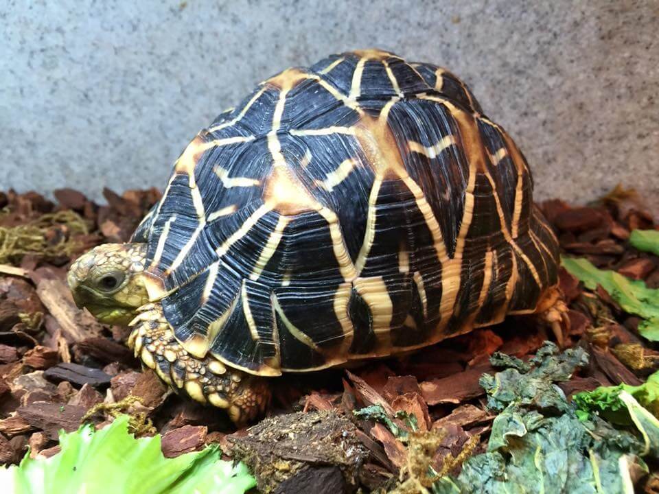 Indian Star Tortoise Care Guide The Species Profile 