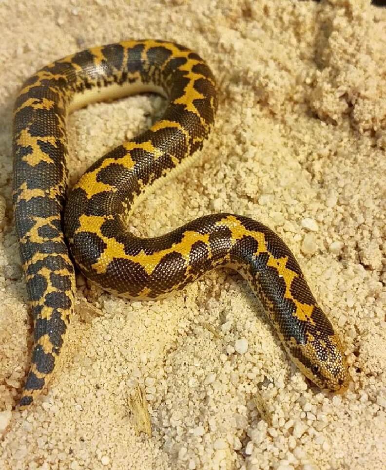 Information & Care Sheet for Kenyan Sand Boa Species