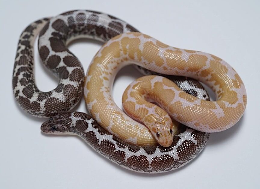 Information & Care Sheet for Kenyan Sand Boa Species