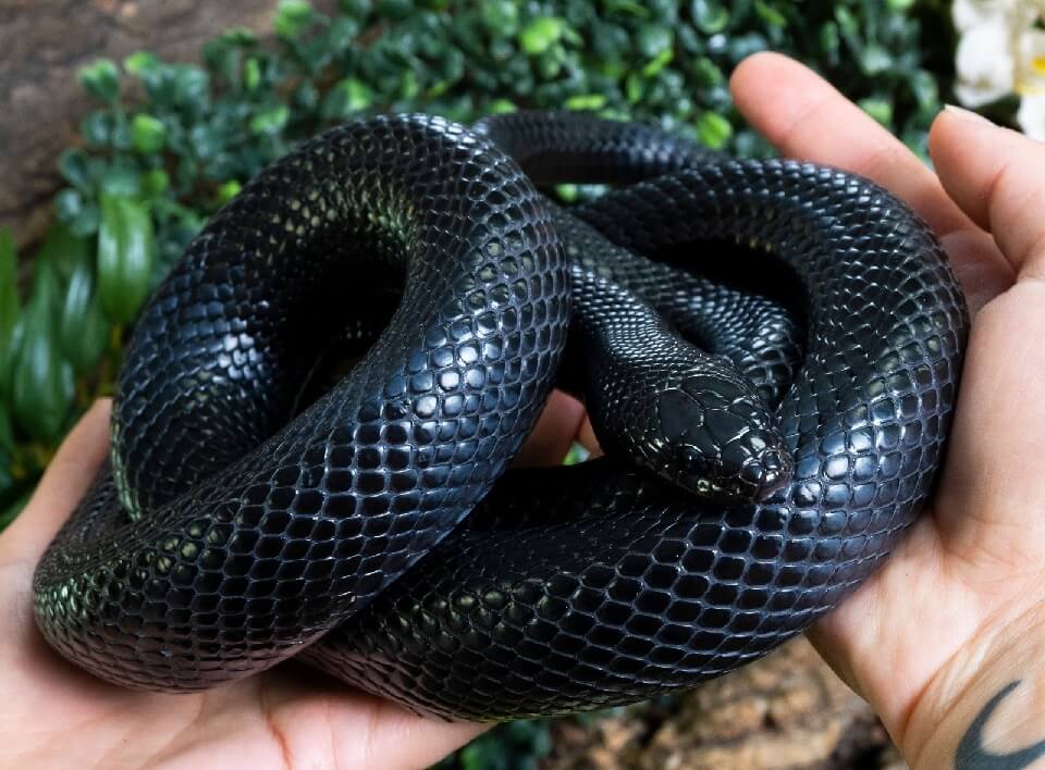 Mexican Black Kingsnake: Care Sheet & Husbandry Tips