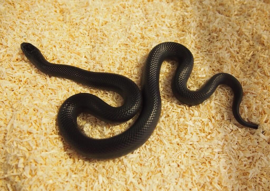 Mexican Black Kingsnake: Care Sheet & Husbandry Tips