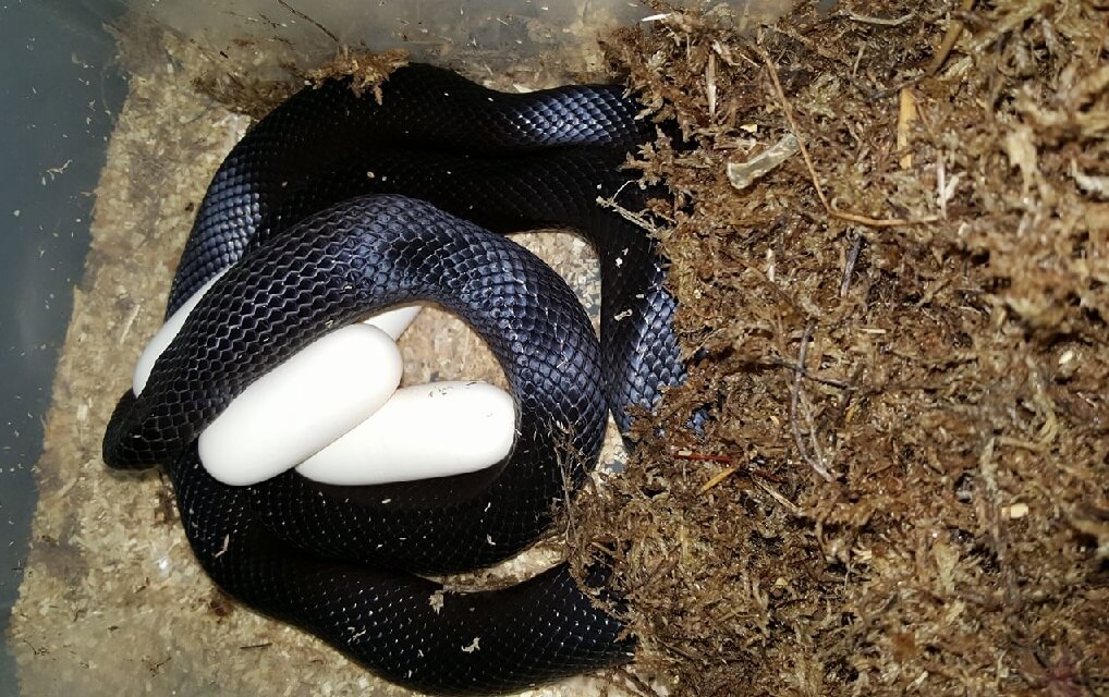 Mexican Black Kingsnake: Care Sheet & Husbandry Tips