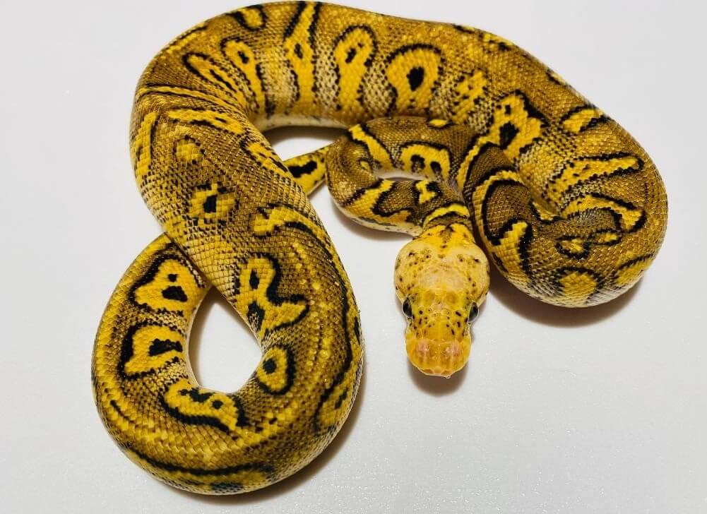 Pastel Ball Python Care sheet: Complete Husbandry Guide - The Reptile Bay