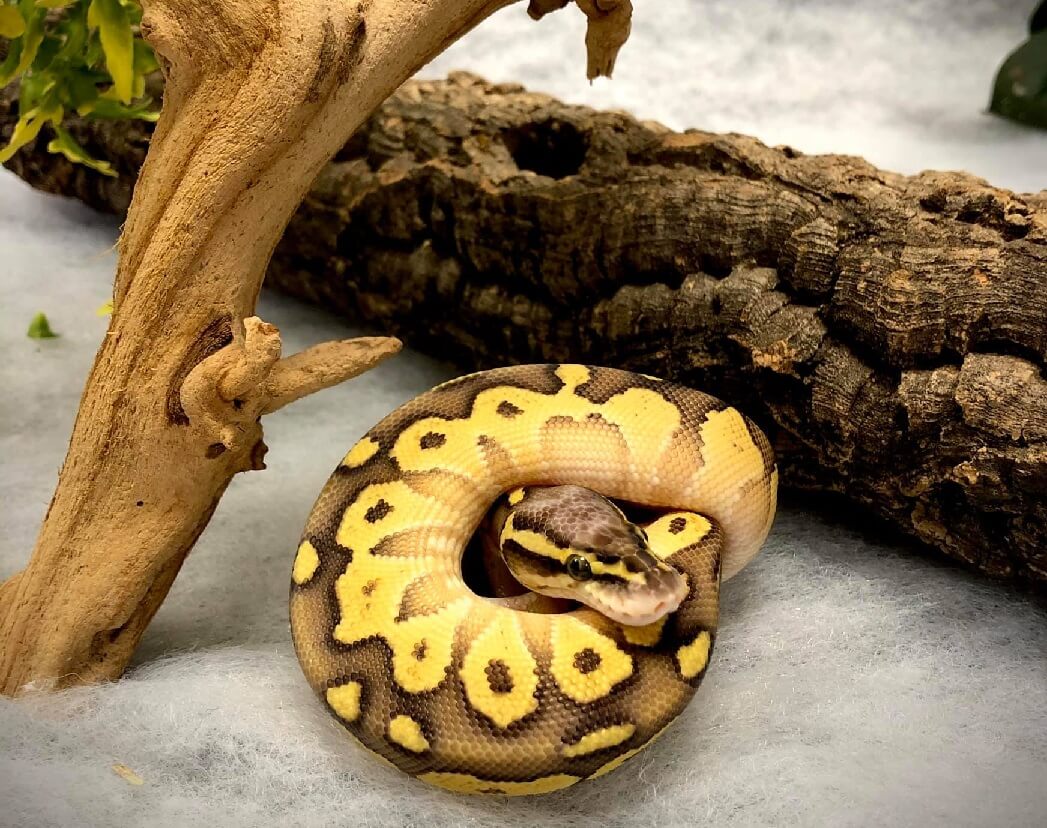 Pastel Ball Python Care sheet: Complete Husbandry Guide - The Reptile Bay