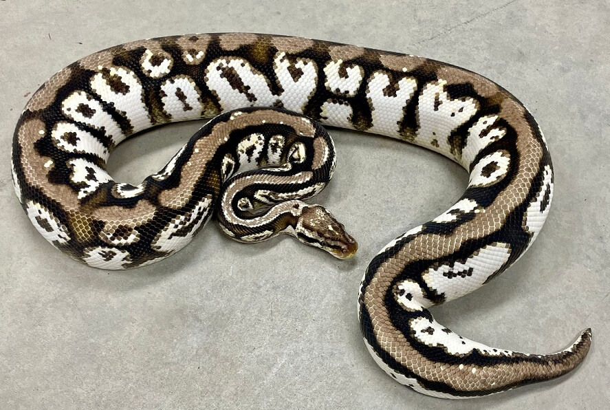Pastel Ball Python Care sheet: Complete Husbandry Guide - The Reptile Bay