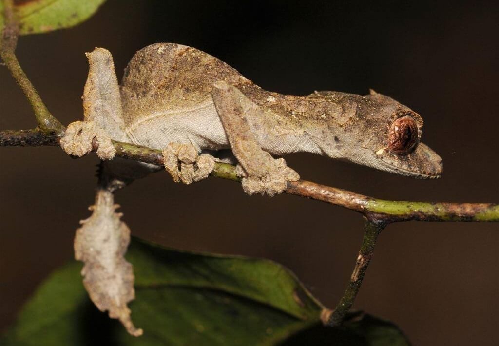 Satanic Leaf-Tailed Gecko Care Guide & More