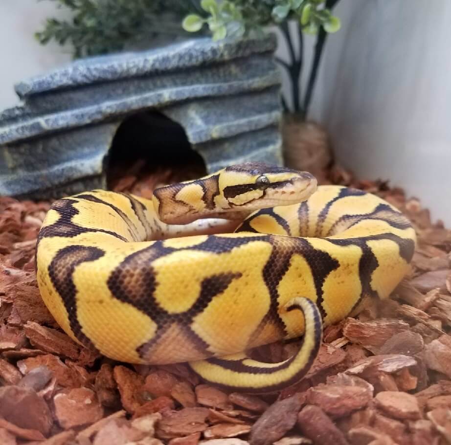 Pastel Ball Python Care sheet: Complete Husbandry Guide - The Reptile Bay
