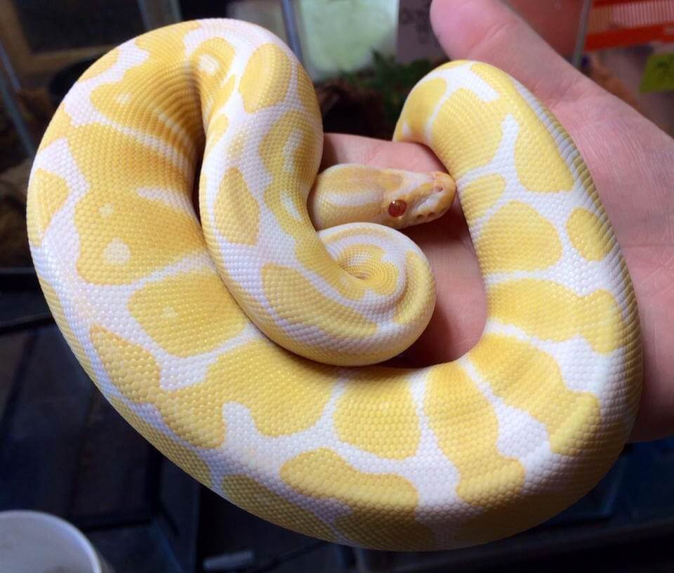 Albino Ball Python Care Guide: Price, Breeding, & Colors - The Reptile Bay